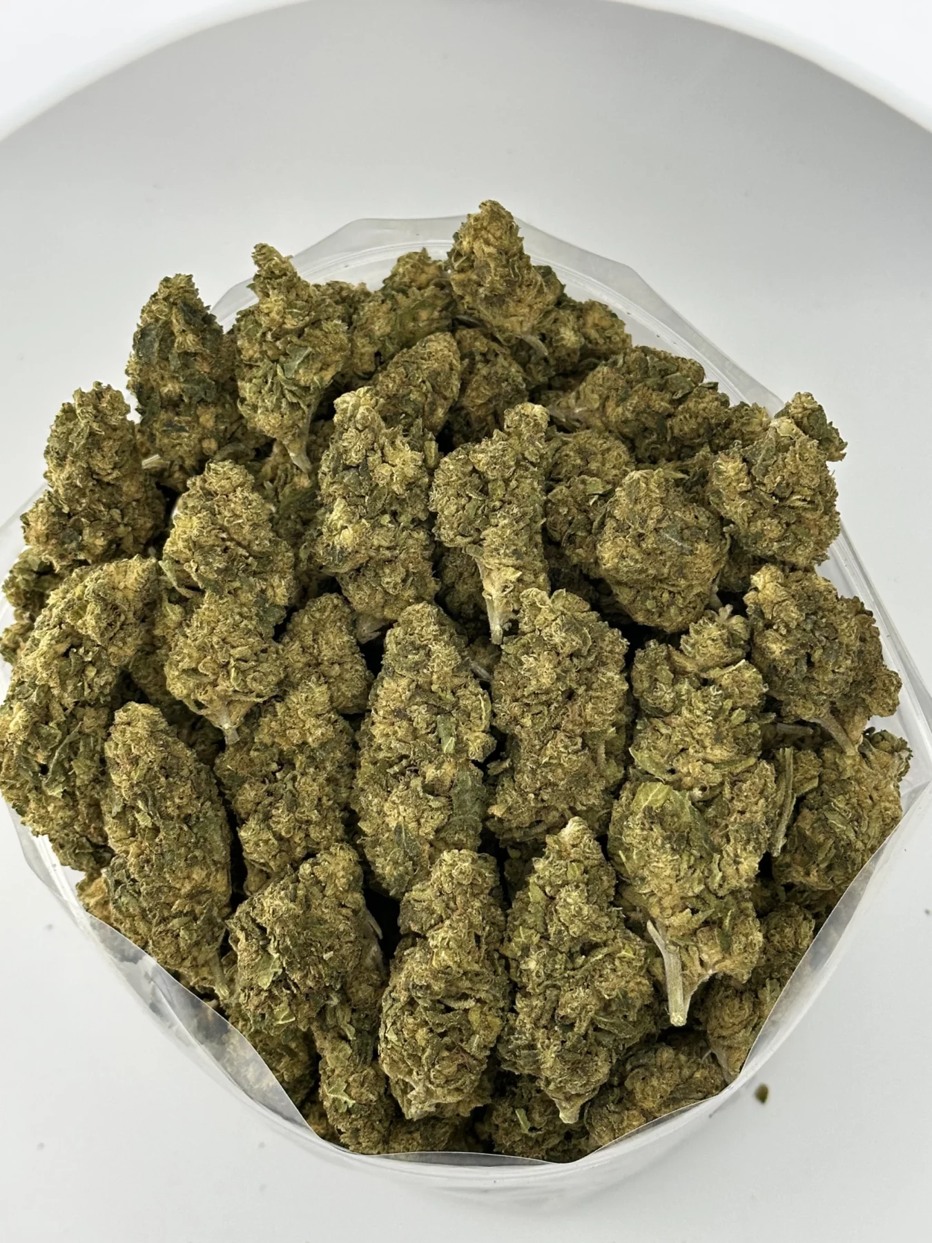 Hawaiian Boxer — batch 37